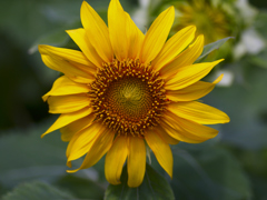 flower1020520