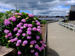 flower205307