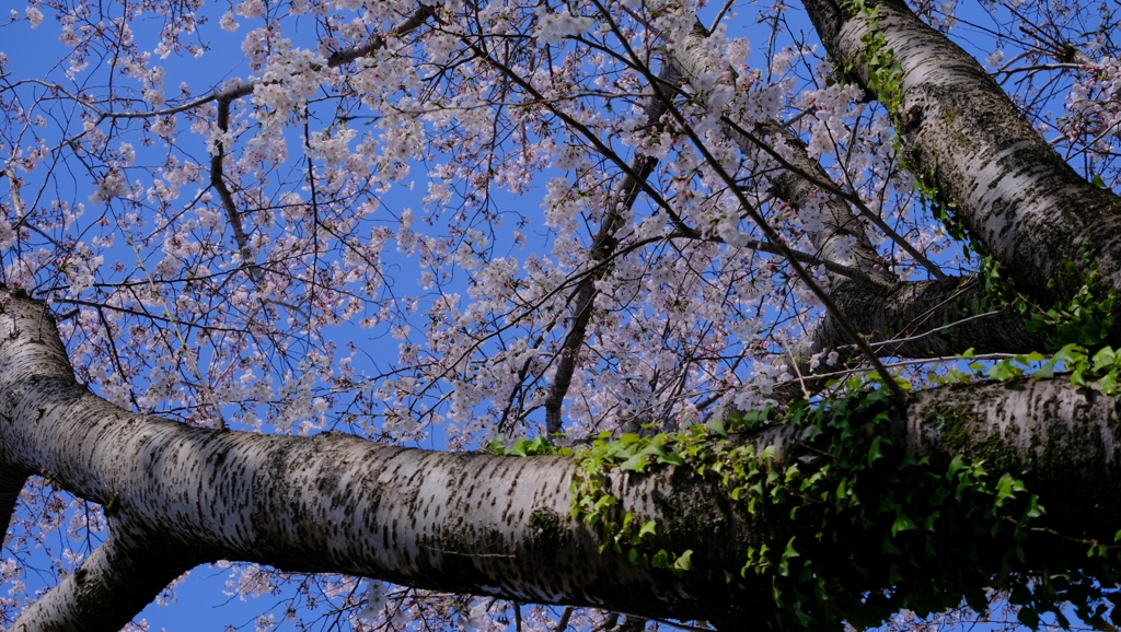 flower8709