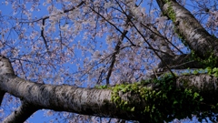 flower8709