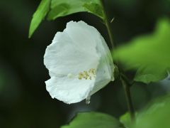 flower1020886