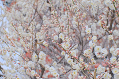 flower7325