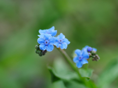 flower1040273