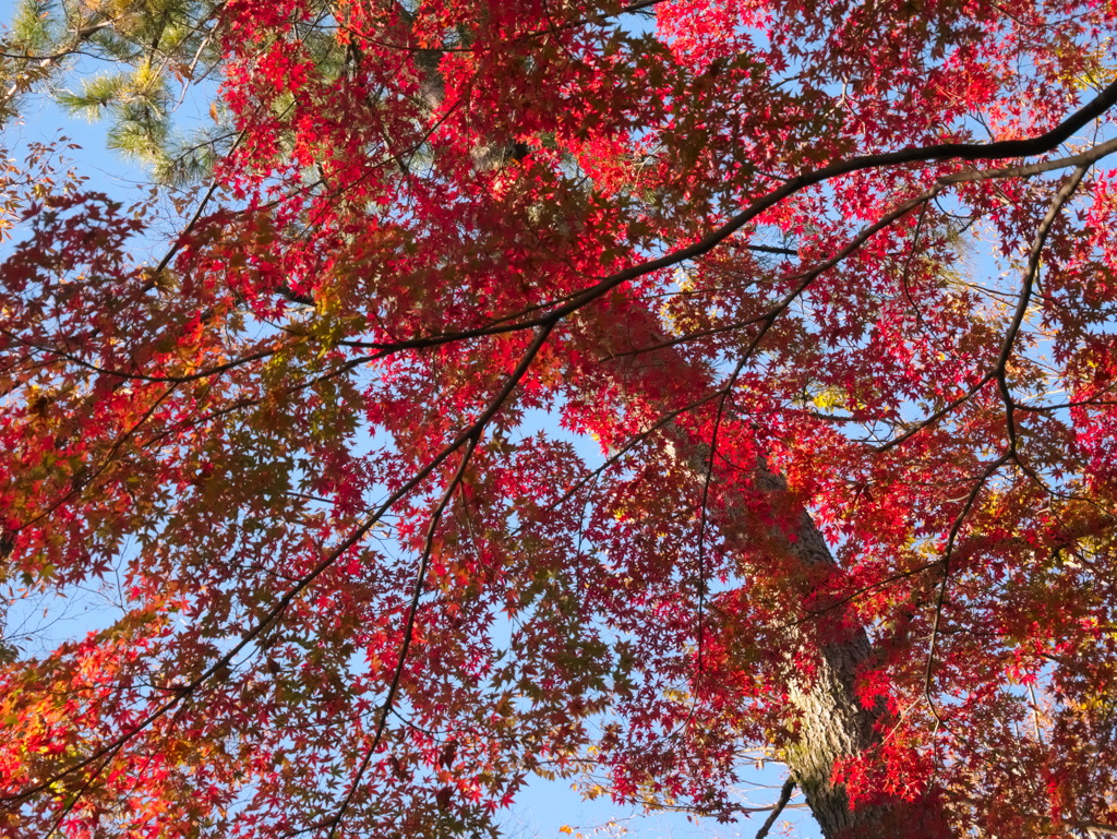 leaves0800