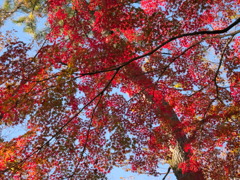 leaves0800