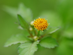 flower1040097