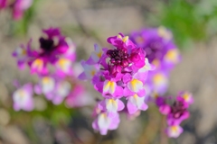 flower7865
