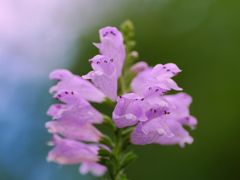 flower1040012