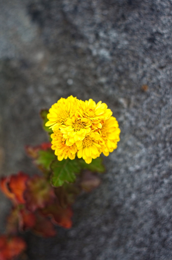 flower6854
