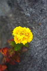 flower6854