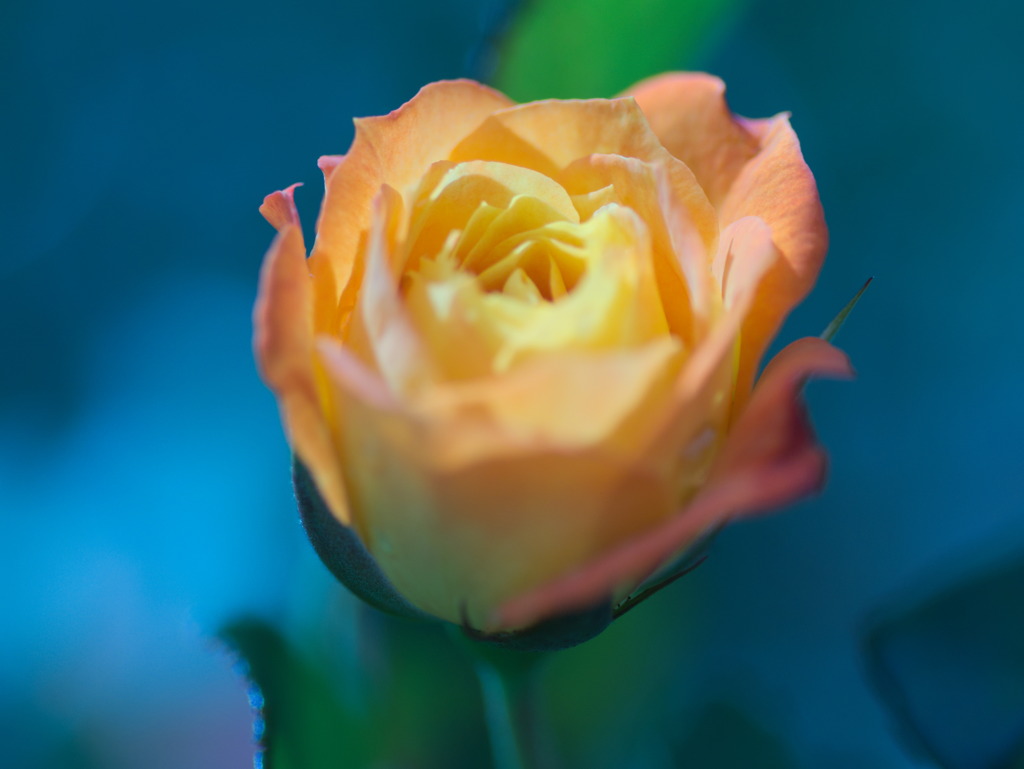 flower0596