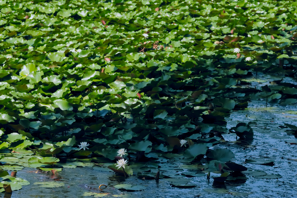 flower1030706