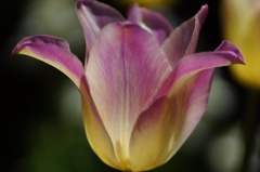 flower06063
