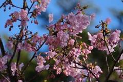 flower8210