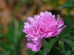 flower1010802