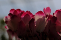 flower7942