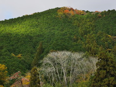 tree0832