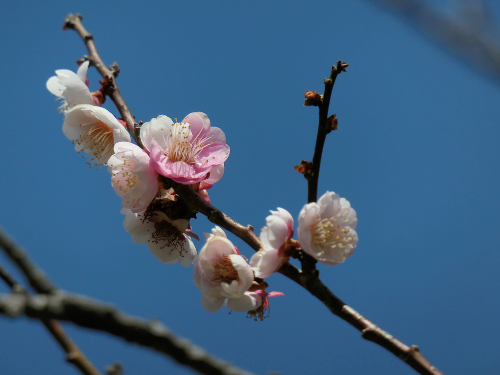 flower1004018