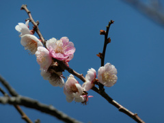 flower1004018