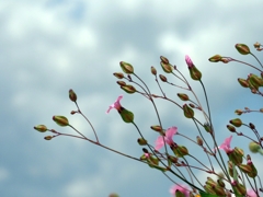 flower1010796