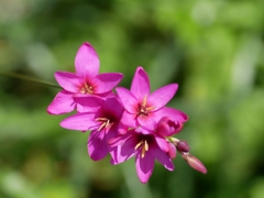 flower1010816
