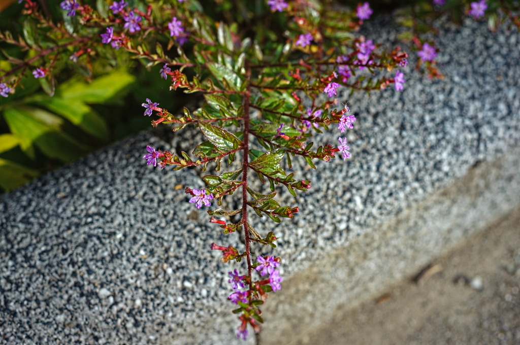 flower6870
