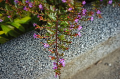 flower6870