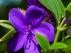 flower1030929