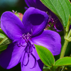 flower1030929