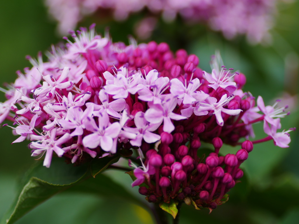 flower1040347