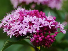 flower1040347
