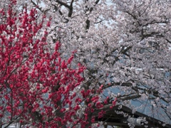 flower1004099