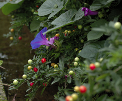 flower1030116
