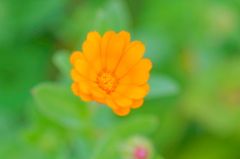 flower6901