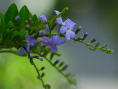 flower1030886