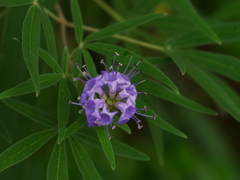 flower1040028