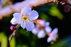 flower7594
