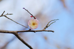 flower6389