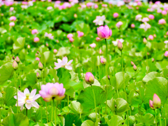 flower1030085