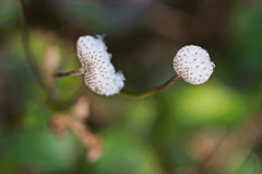 plant7000