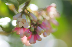 flower6560