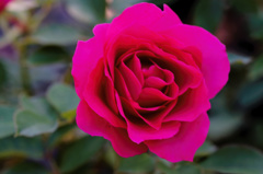 flower06482