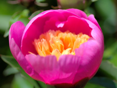 flower1010651