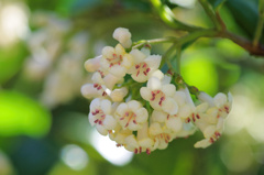 flower6562