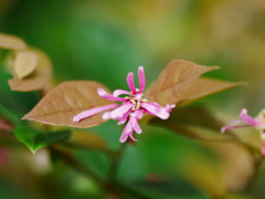 flower1030988
