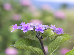 flower1020336