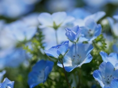 flower1010207