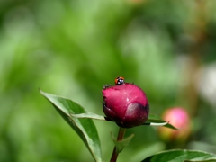 flower1010687