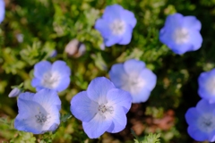 flower8642