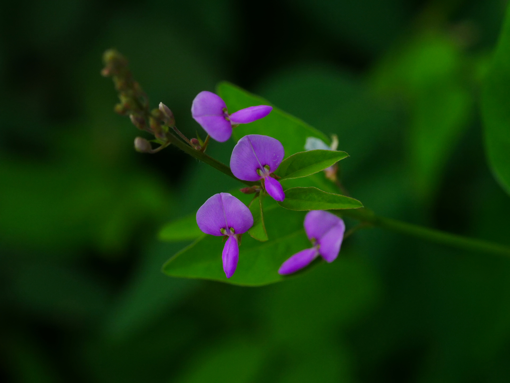 flower1040104